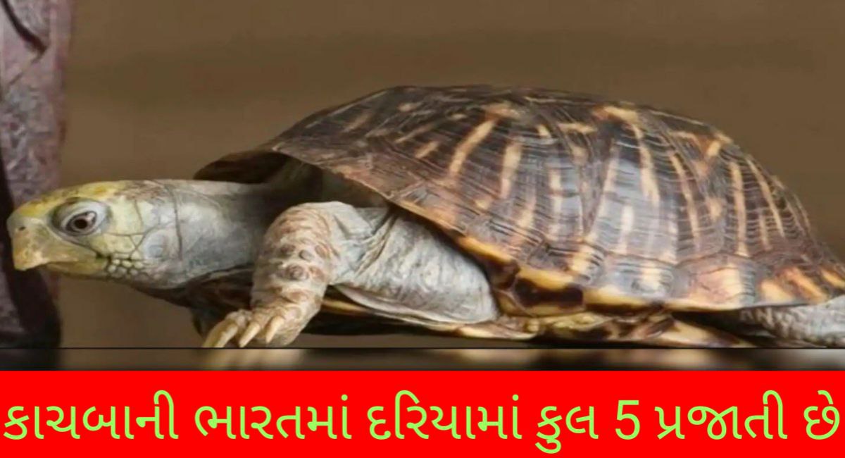 કાચબાની પ્રજાતિ