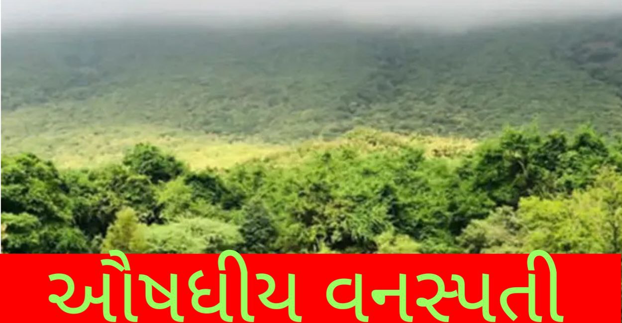 Junagadh News