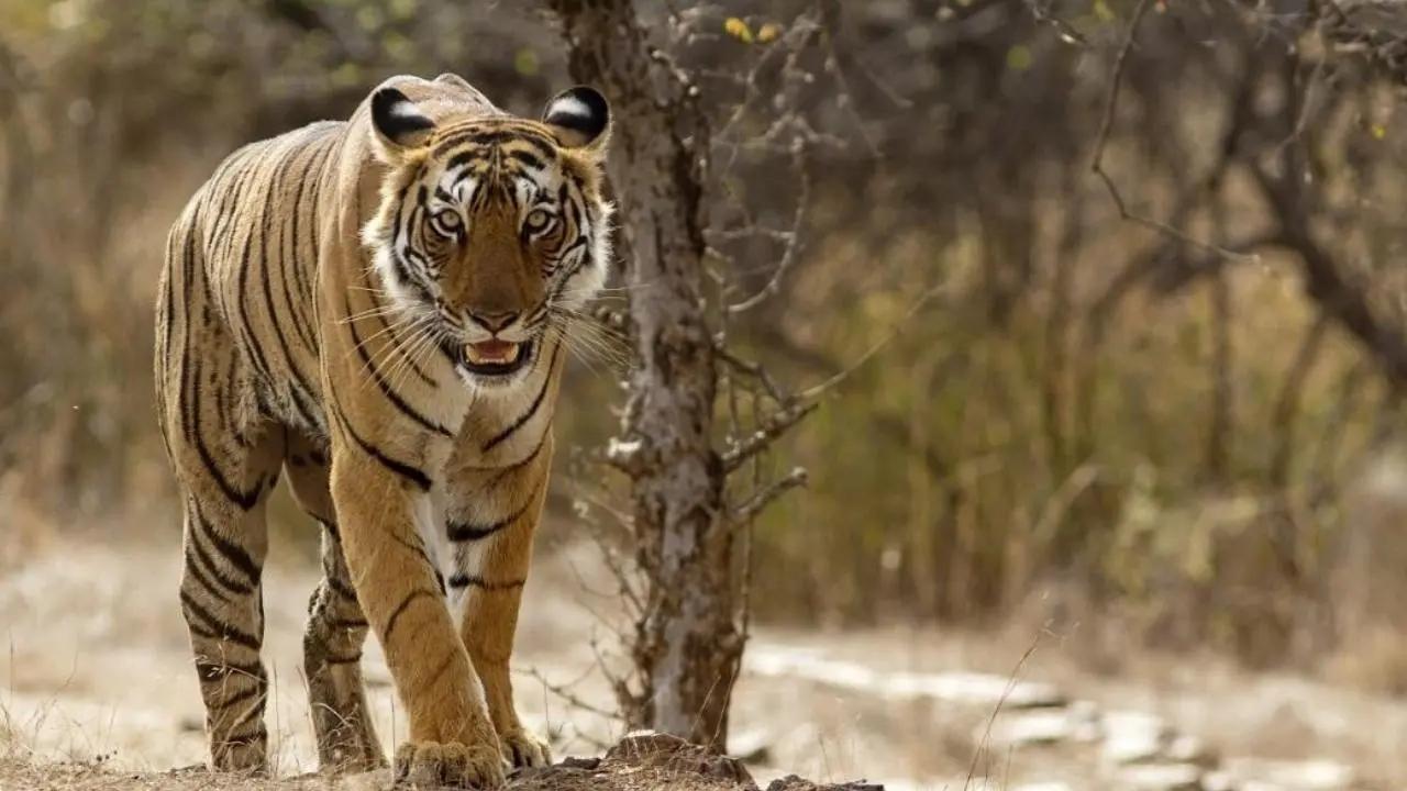 Tiger Deaths